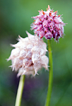 BB 08 0048 / Trifolium fragiferum / Jordbærkløver